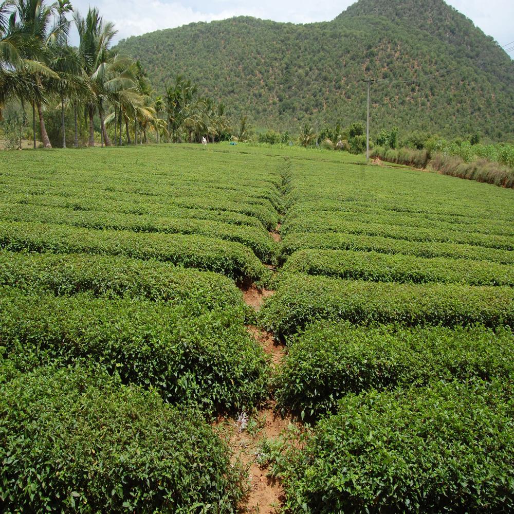 Java Tea Leaves - Color: Green