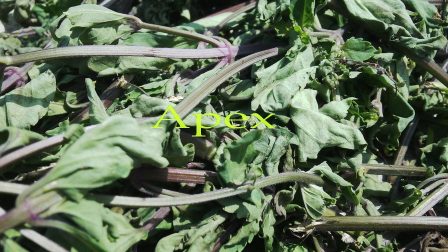 Java Tea Leaves - Color: Green