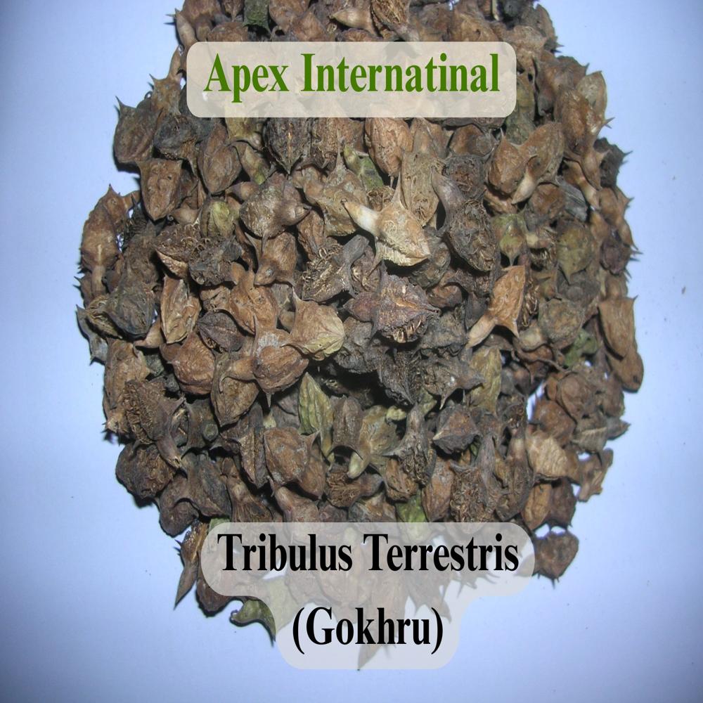 Gokhru Tribulus Terrestris
