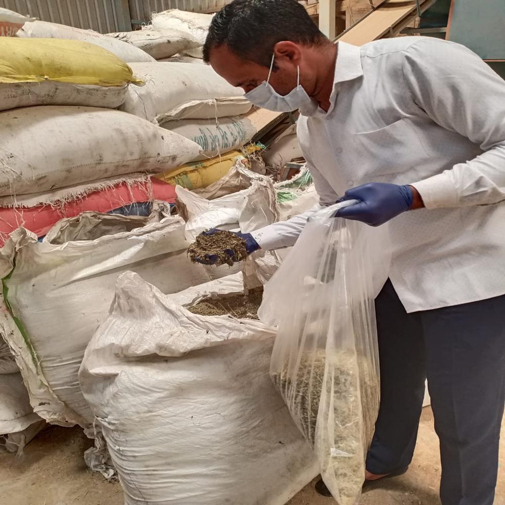 Gokhru Tribulus Terrestris