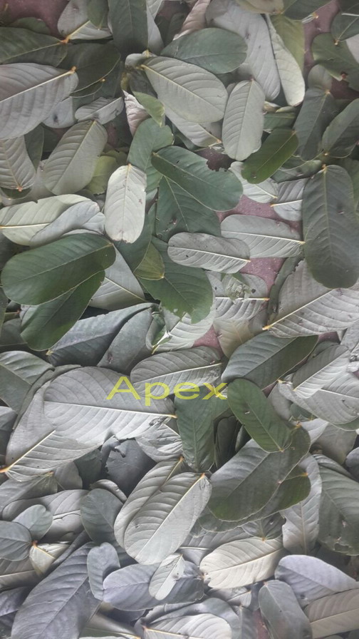 Cassia Alata Leaves