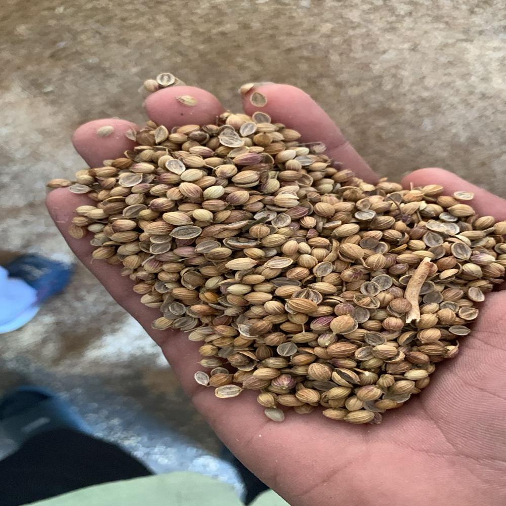 Best Organic Corriender Seeds - Color: Natural