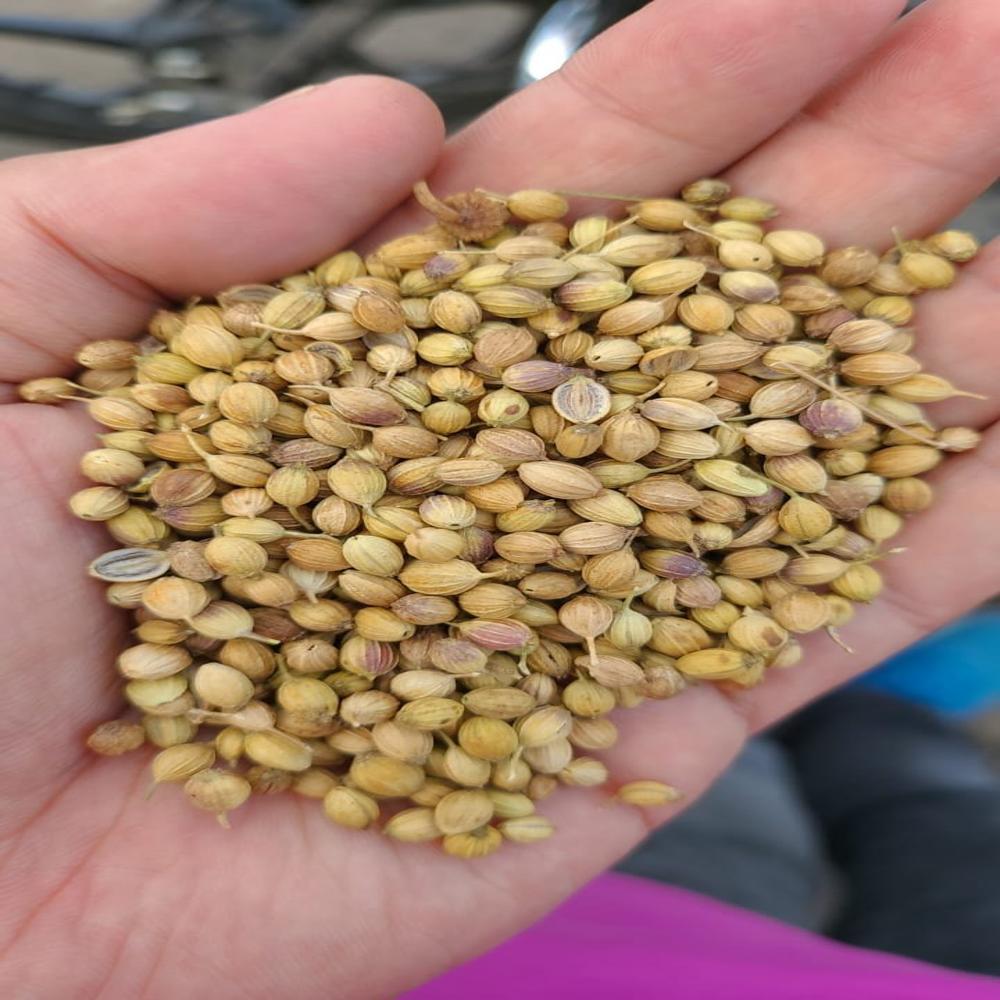 BEST ORGANIC CORRIENDER SEEDS