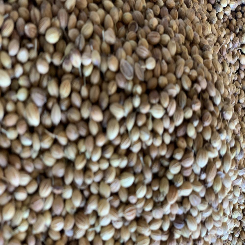 Pure Natural Coriander Seeds