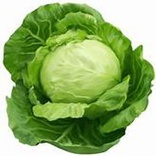 Fresh Cabbage By Shrihori Exports & Imports