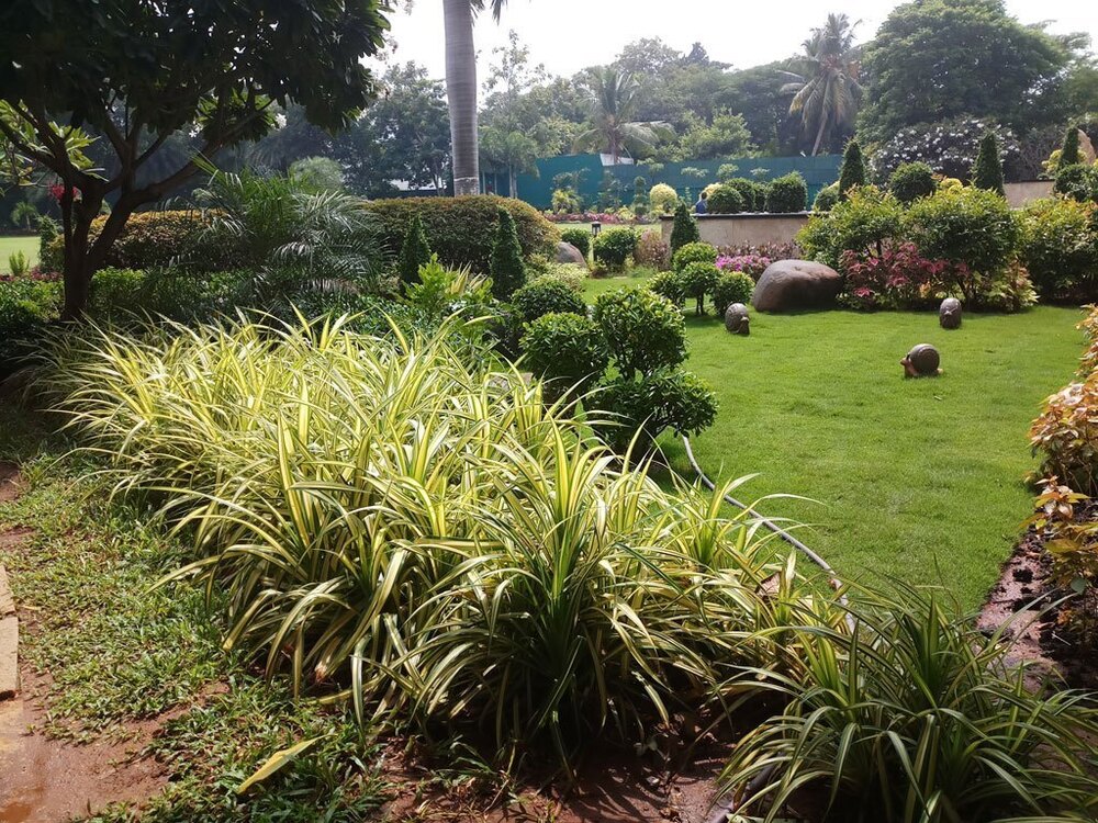 Vertical Garden Landscaping Services