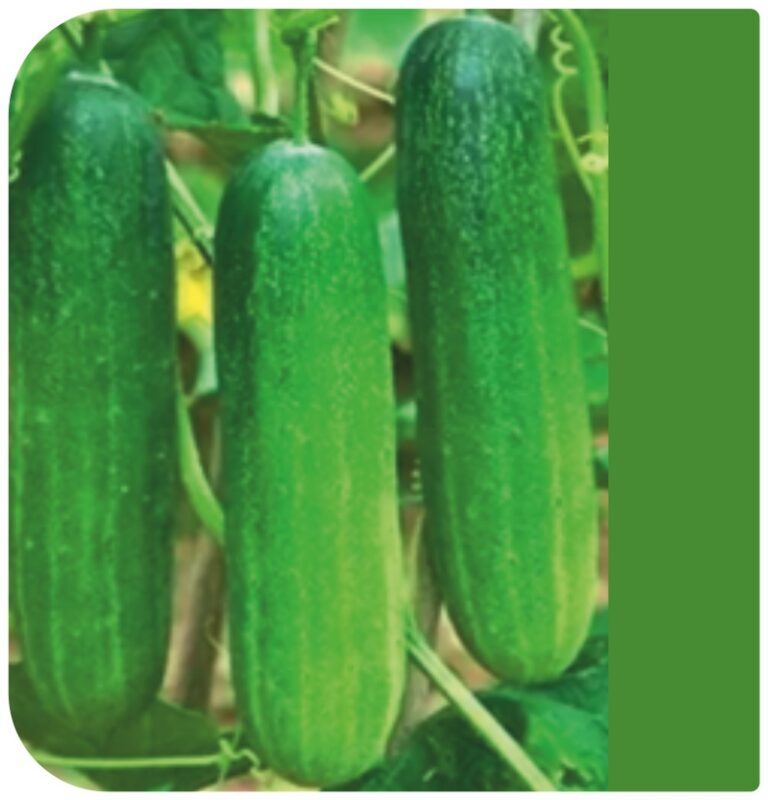 Richa F1 Cucumber