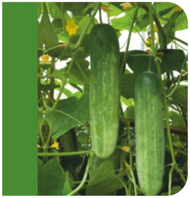 BR 21 C F1 Cucumber