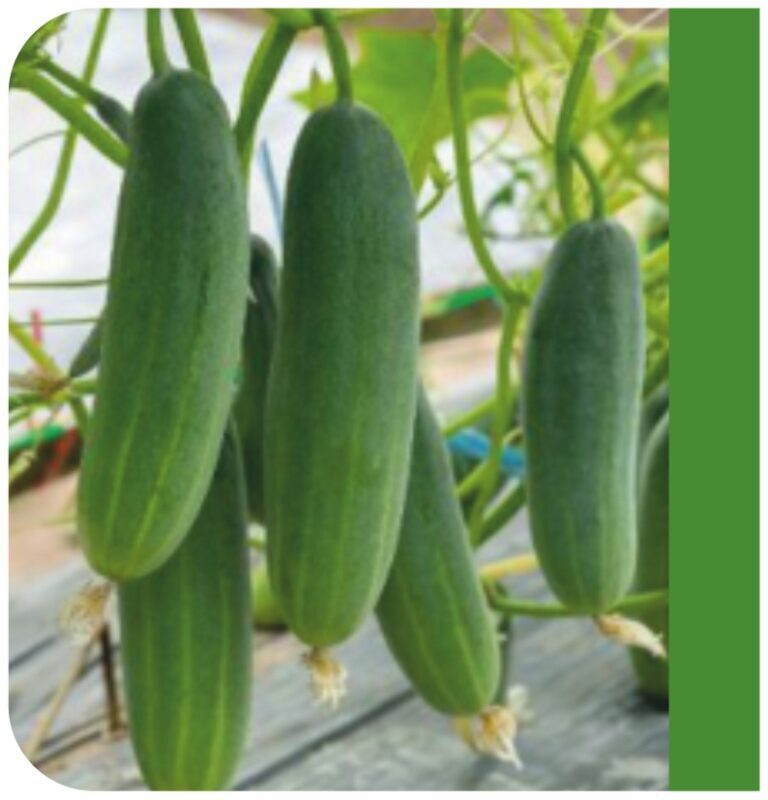 Zora F1 Cucumber