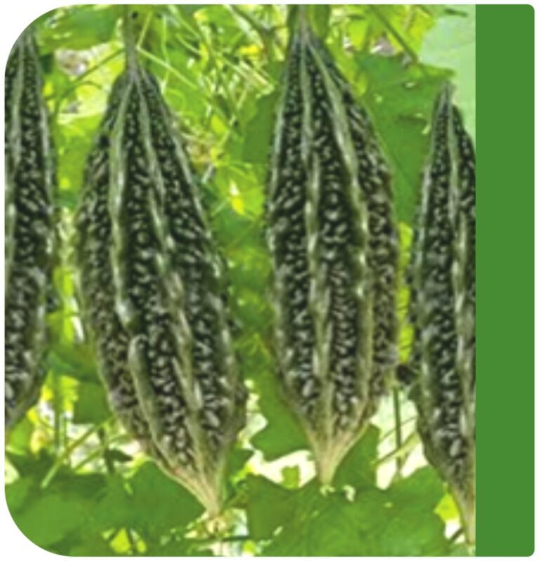 Vihaan F1 Bitter Gourd
