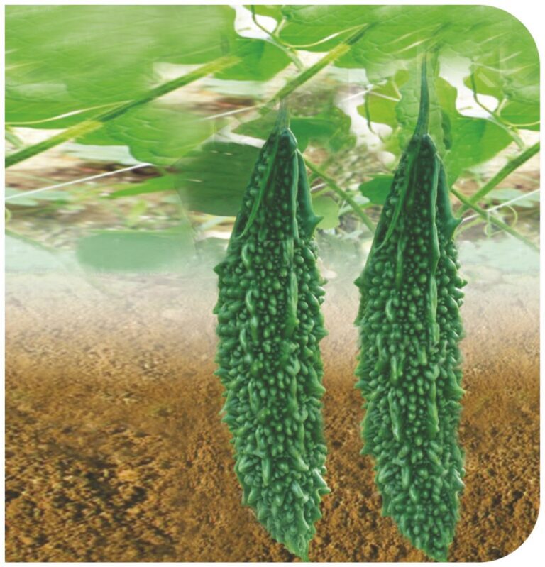 Surya F1 Bitter Gourd