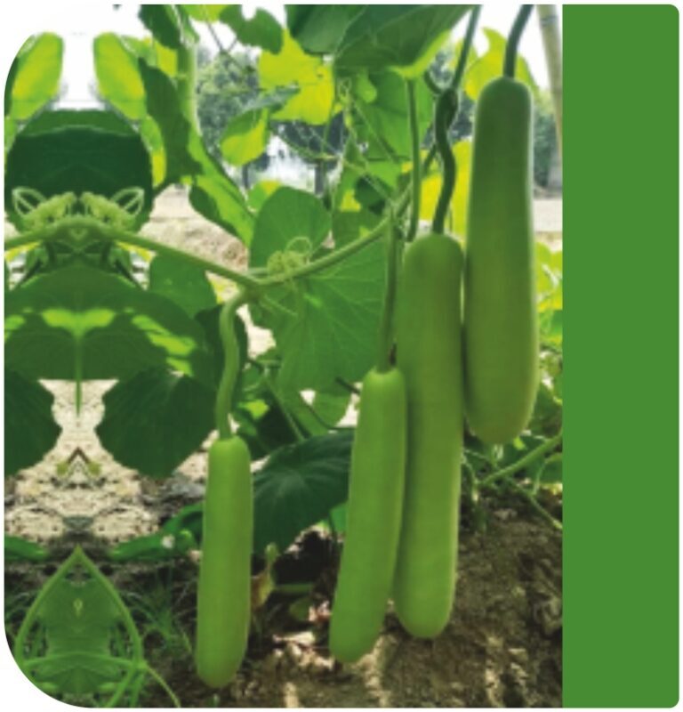 Vanshika F1 Bottle Gourd