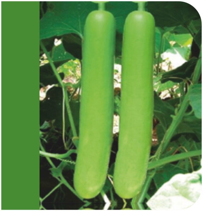 Harshika F1 Bottle Gourd