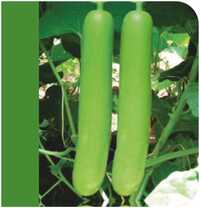 Harshika F1 Bottle Gourd