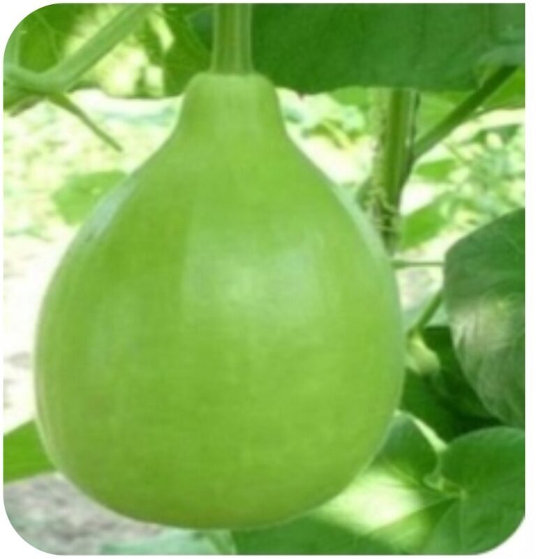 Shambhu F1 Bottle Gourd