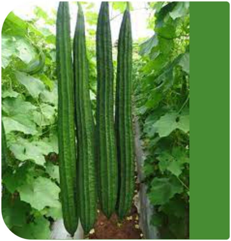 Ritu F1 Ridge Gourd