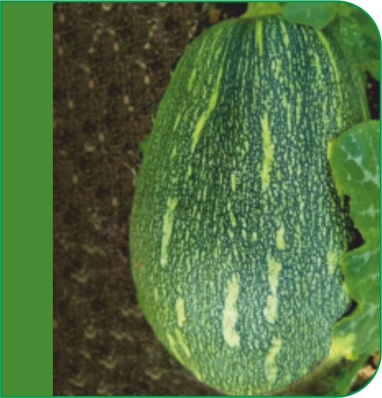 BR Dholak F1 Pumpkin