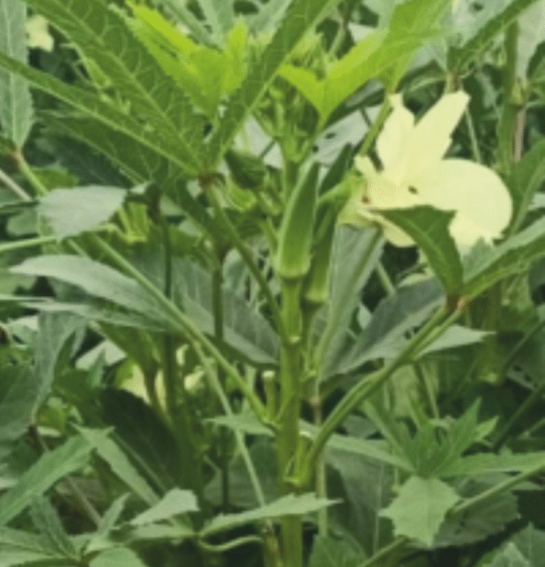 Varshika F1 Okra