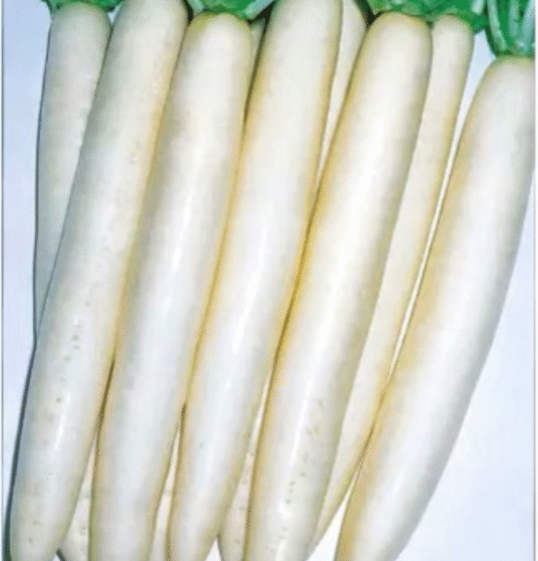 Snow White F1 Radish
