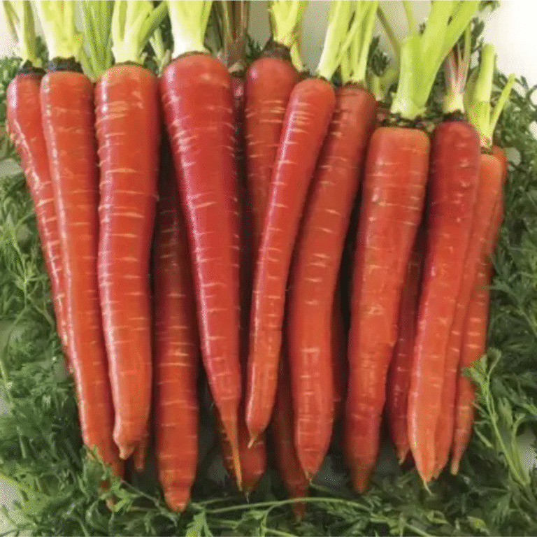Red Queen F1 Carrot
