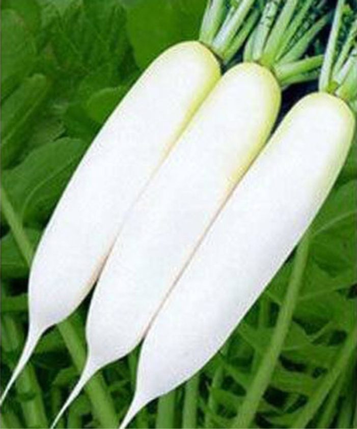 All Rounder F1 Radish