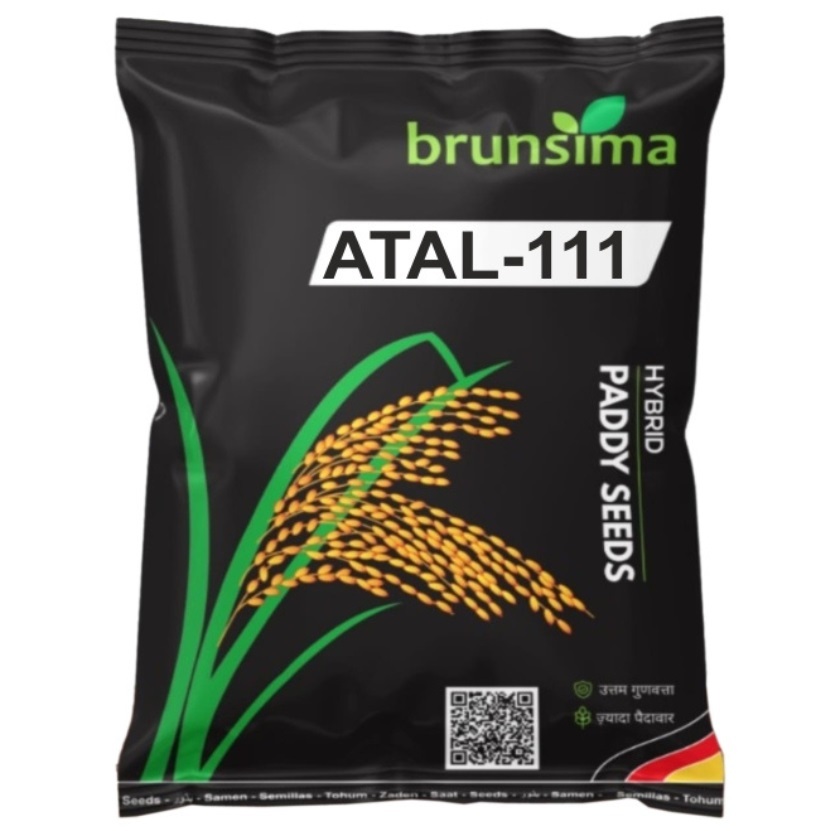 Atal-111 Rice - Cultivation Type: Common