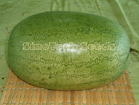 Sugar Emperor Watermelon Seeds - Cultivation Type: Common