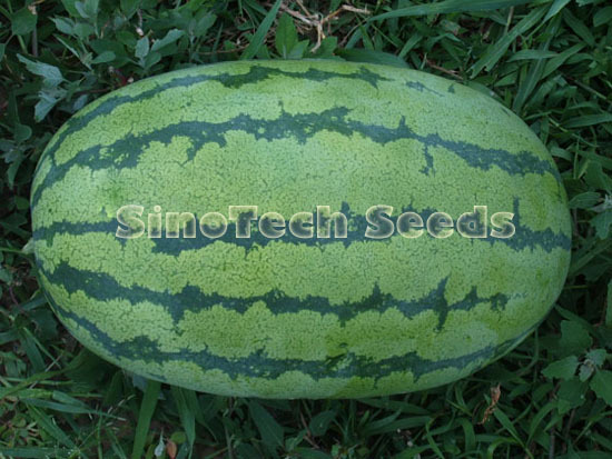 Dream Boy Watermelon Seeds - Cultivation Type: Common