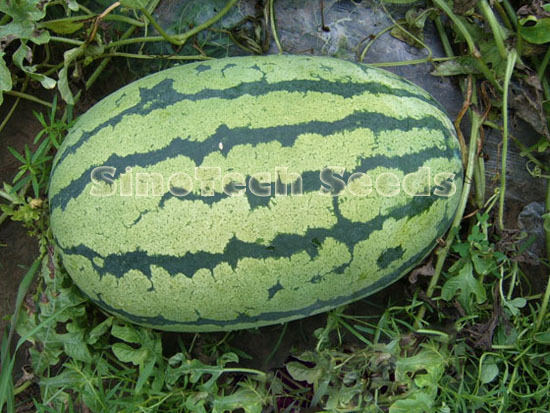 Sinnor Anarkali Watermelon Seeds - Cultivation Type: Common