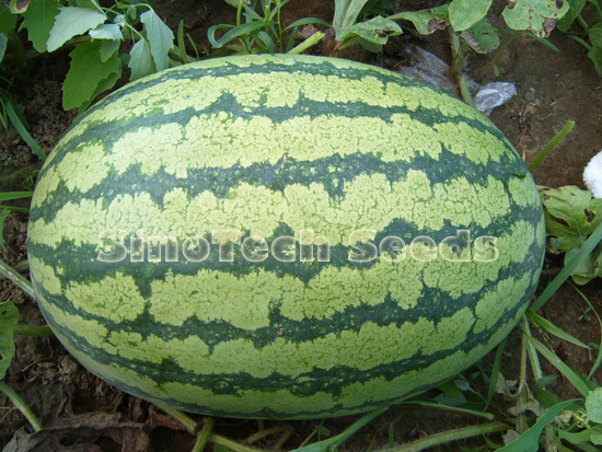 Champion Watermelon Seeds - Cultivation Type: Common