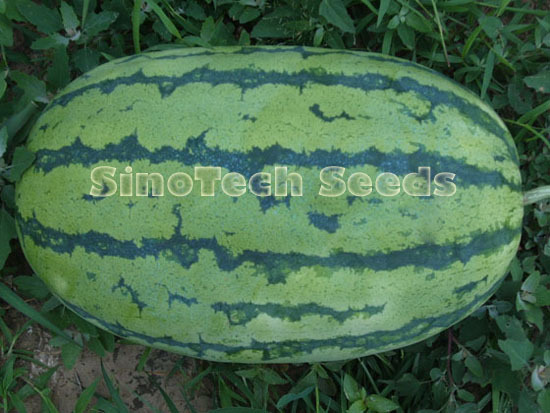 Sh-295 Watermelon Seeds - Cultivation Type: Common