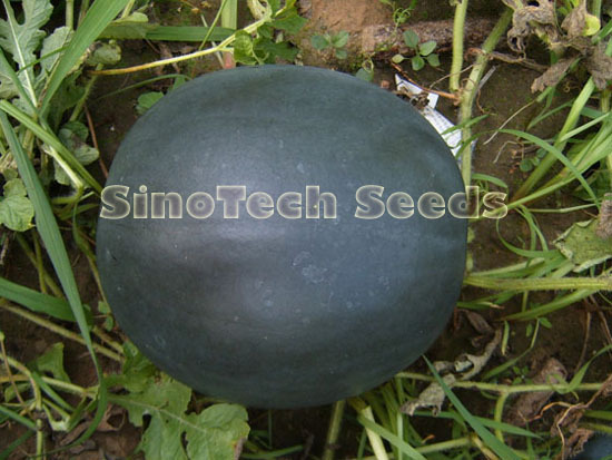 Black Chairman Watermelon Seeds - Cultivation Type: Common