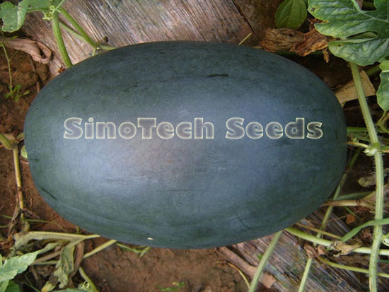 Black General Watermelon Seeds - Cultivation Type: Common