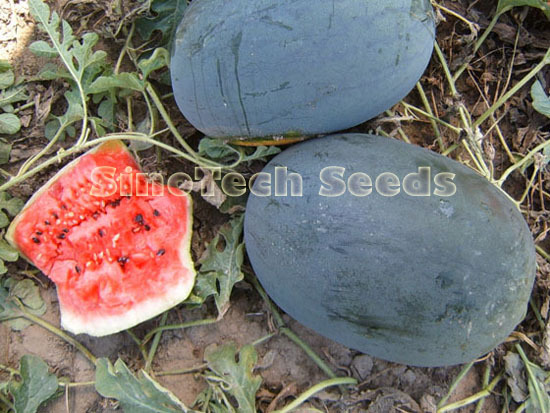 Black Monster Watermelon Seeds - Cultivation Type: Common