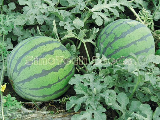 Tommy Watermelon Seeds - Cultivation Type: Common