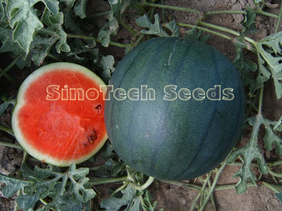 Honey Watermelon Seeds - Cultivation Type: Common