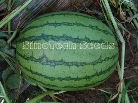 Mine Boy Watermelon Seeds - Cultivation Type: Common
