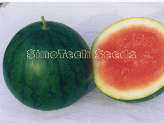 Sparol Watermelon Seeds - Cultivation Type: Common