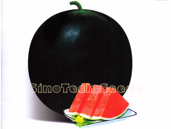 Beauty Baby Watermelon Seeds - Cultivation Type: Common
