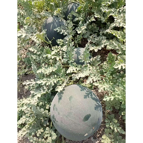 Black King Watermelon Seeds - Cultivation Type: Common