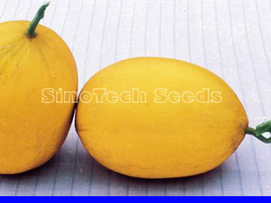 Yellow King Melon Seeds - Cultivation Type: Common