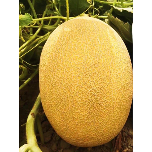 Golden King Melon Seeds - Cultivation Type: Common