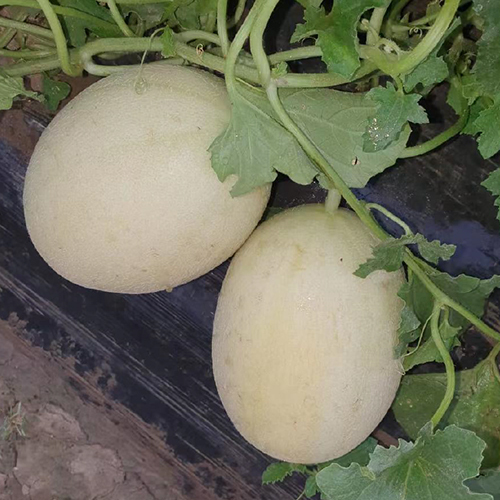 Emerald Melon Seeds - Cultivation Type: Common