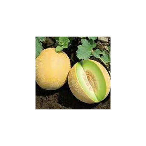 Golden Queen Melon Seeds - Cultivation Type: Common