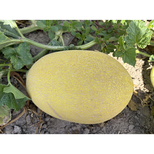 Golden Baby Melon Seeds - Cultivation Type: Common