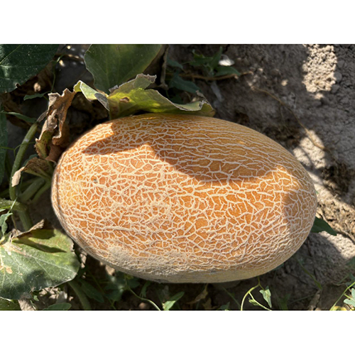 Crown Melon Seeds - Cultivation Type: Common