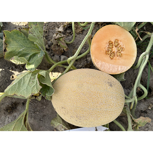 Princess Melon Seeds - Cultivation Type: Common