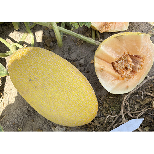 Elizabeth Melon Seeds - Cultivation Type: Common