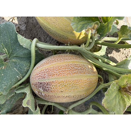 Prince Melon Seeds - Cultivation Type: Common