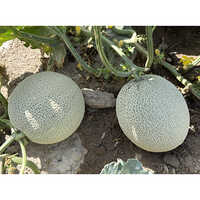 Green Tea Melon Seeds